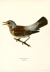 Fieldfare