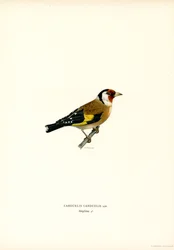 Goldfinch