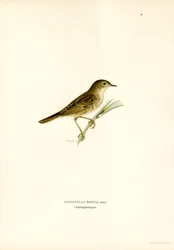 Grasshopper Warbler