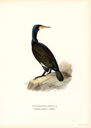 Great Cormorant