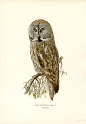 Great Grey Owl