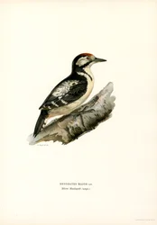 Great Spotted Woodpecker