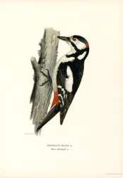 Great Spotted Woodpecker