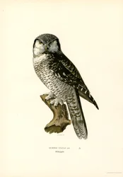 Hawk Owl