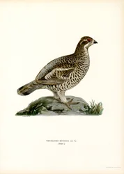 Hazel Grouse