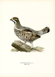 Hazel Grouse