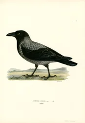 Hooded Crow