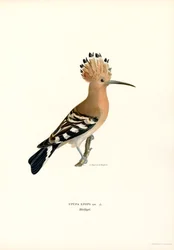 Hoopoe