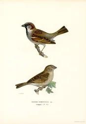 House Sparrow