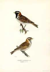 Lapland Bunting