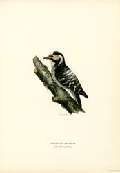 Lesser Spotted Woodpecker
