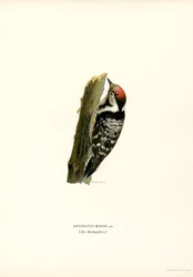 Lesser Spotted Woodpecker