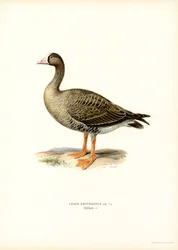Lesser White-fronted Goose