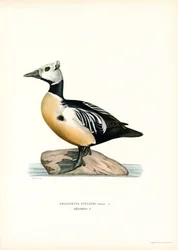 Little Eider