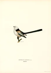 Long-tailed Tit