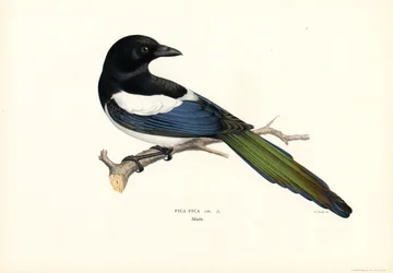 Magpie
