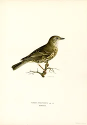 Mistle Thrush