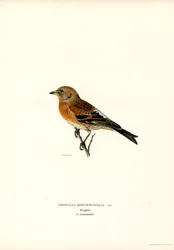 Mountain Finch
