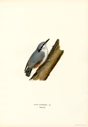 Nuthatch