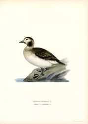 Oldsquaw Duck