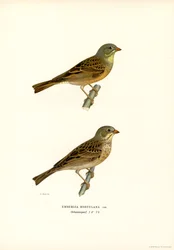Ortolan Bunting