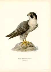 Peregrine Falcon