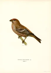 Pine Bullfinch