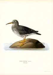 Purple Sandpiper