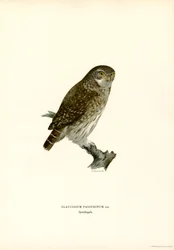 Pygmy Owl
