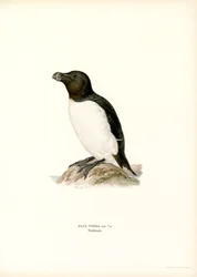 Razorbill