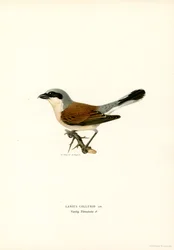 Red-backed Shrike