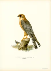 Red-footed Falcon