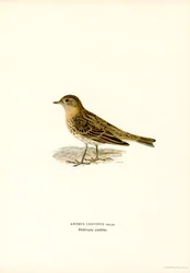 Red-throated Pipit