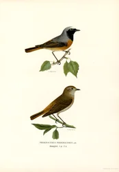 Redstart