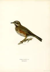Redwing
