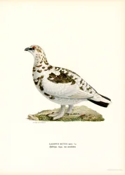 Rock Ptarmigan