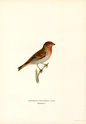 Rosefinch