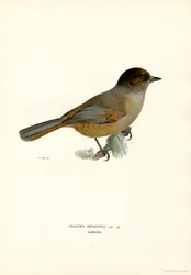 Siberian Jay