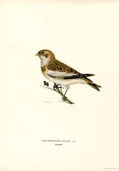 Snow Bunting