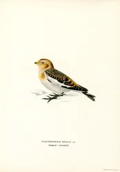 Snow Bunting