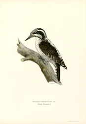 Three-toed Woodpecker