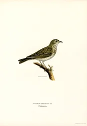 Tree Pipit