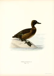 Tufted Duck