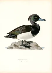 Tufted Duck