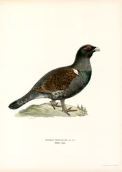 Western Capercaillie