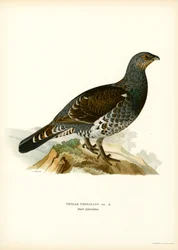 Western Capercaillie