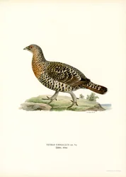 Western Capercaillie