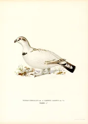 Western Capercaillie x Willow Ptarmigan