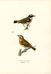 Whinchat