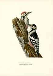 White-backed Woodpecker